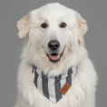 Load image into Gallery viewer, Great Pyrenees wearing the Black-Tie Stripe large dog bandana
