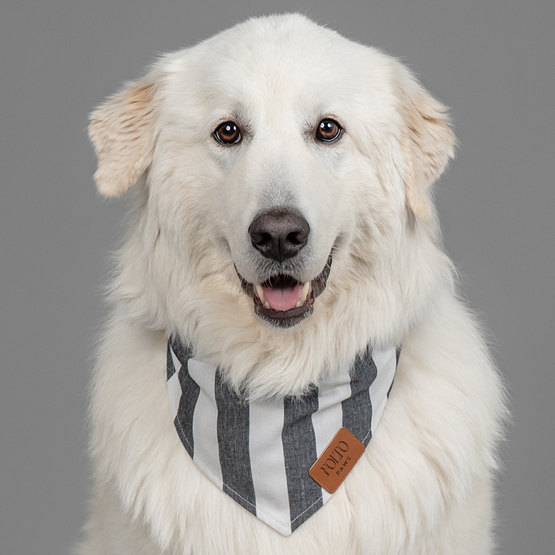 Great Pyrenees wearing the Black-Tie Stripe large dog bandana