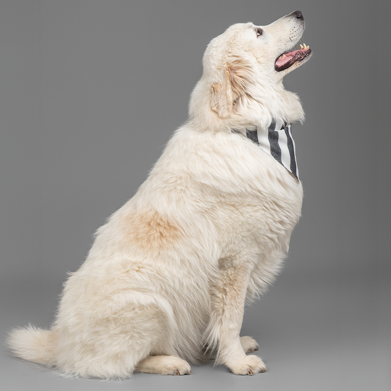 The Black-Tie Stripe Bandana