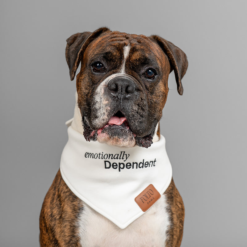 A Boxer dog wearing the Emotionally Dependent white bandana for large dogs 