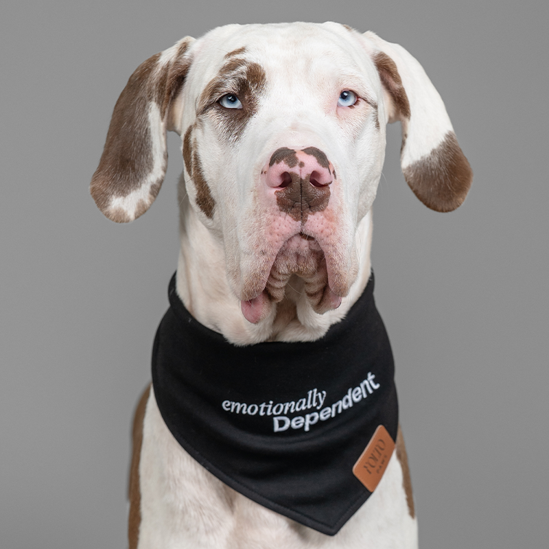Great Dane wearing the Emotionally Dependent black bandana for large dogs