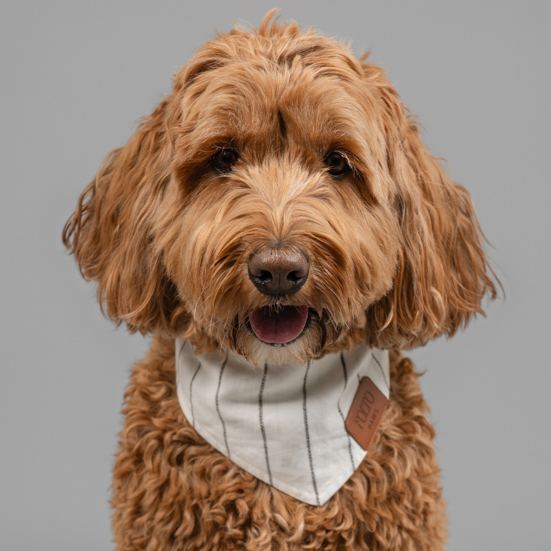 An Australian Berna doodle wearing the Riviera linen bandana for large dogs