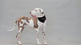 Load and play video in Gallery viewer, Emotionally Dependent Bandana | Black
